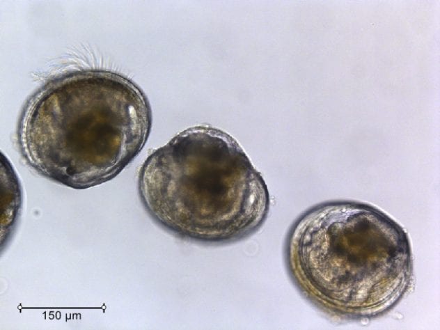 Three Olympia oyster larvae viewed under a microscope.