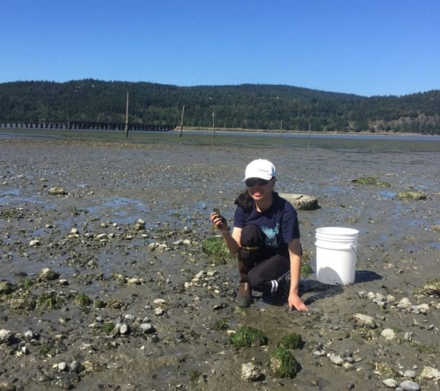 Laila Brubaker kneeling in the Fidalgo Bay mudflat holding some Olympia oysters.