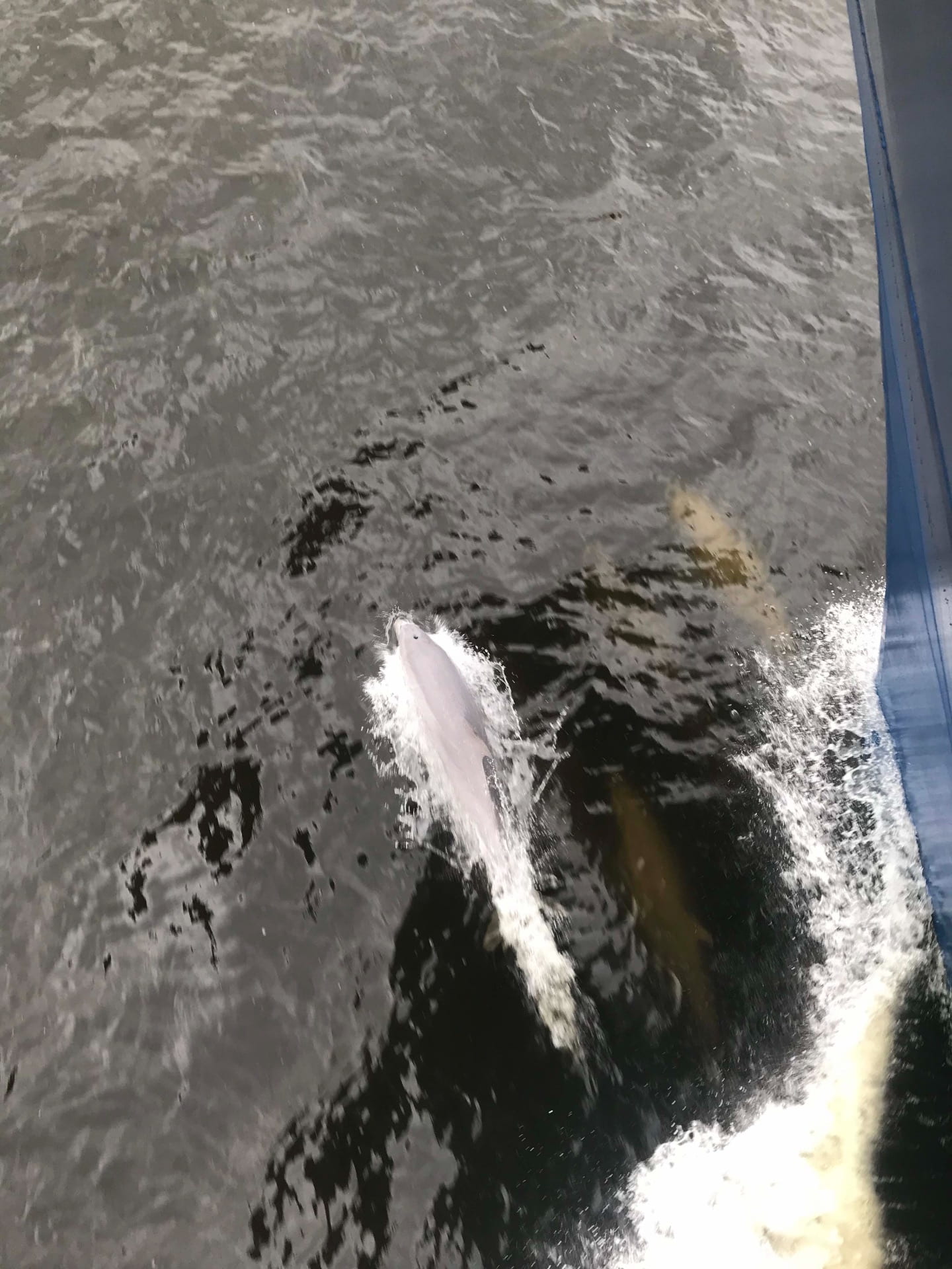 Dolphins riding the bow wake