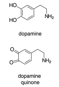 Dopamine and dopamine quinone found in the marine seaweed Ulvaria