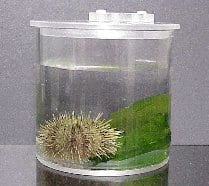 Sea urchin eating sea lettuce in laboratory experiment to study activated defenses