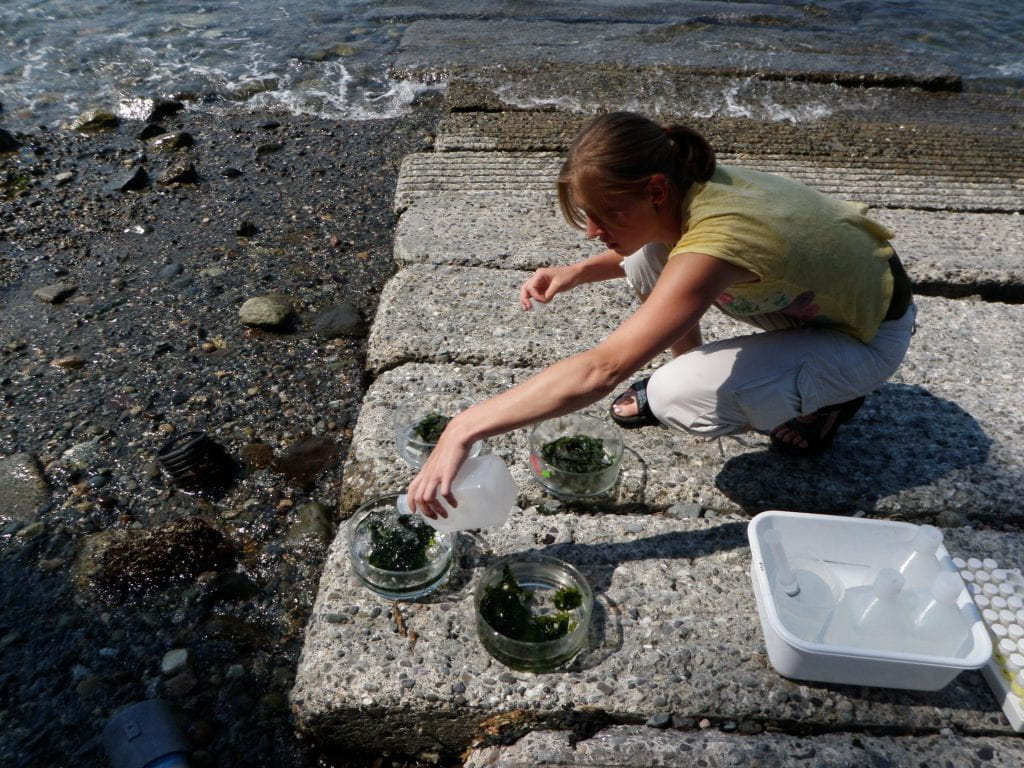 Seaweed research on the Shannon Point Beach - Dopamine Experiments with Sea Lettuce (Ulvaria)