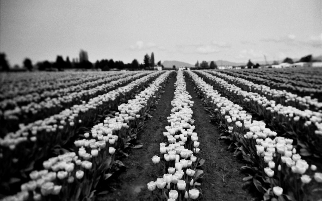 Nina Bilger: Tulip Wars