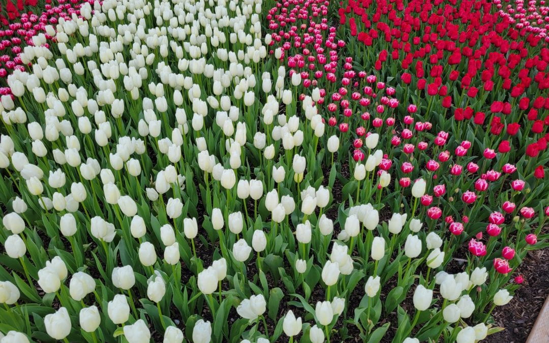 Field Trip: A Blast of Color in the Tulip Fields