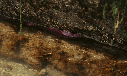 A water-bound millipede-like critter hides in the seam of a riverbank