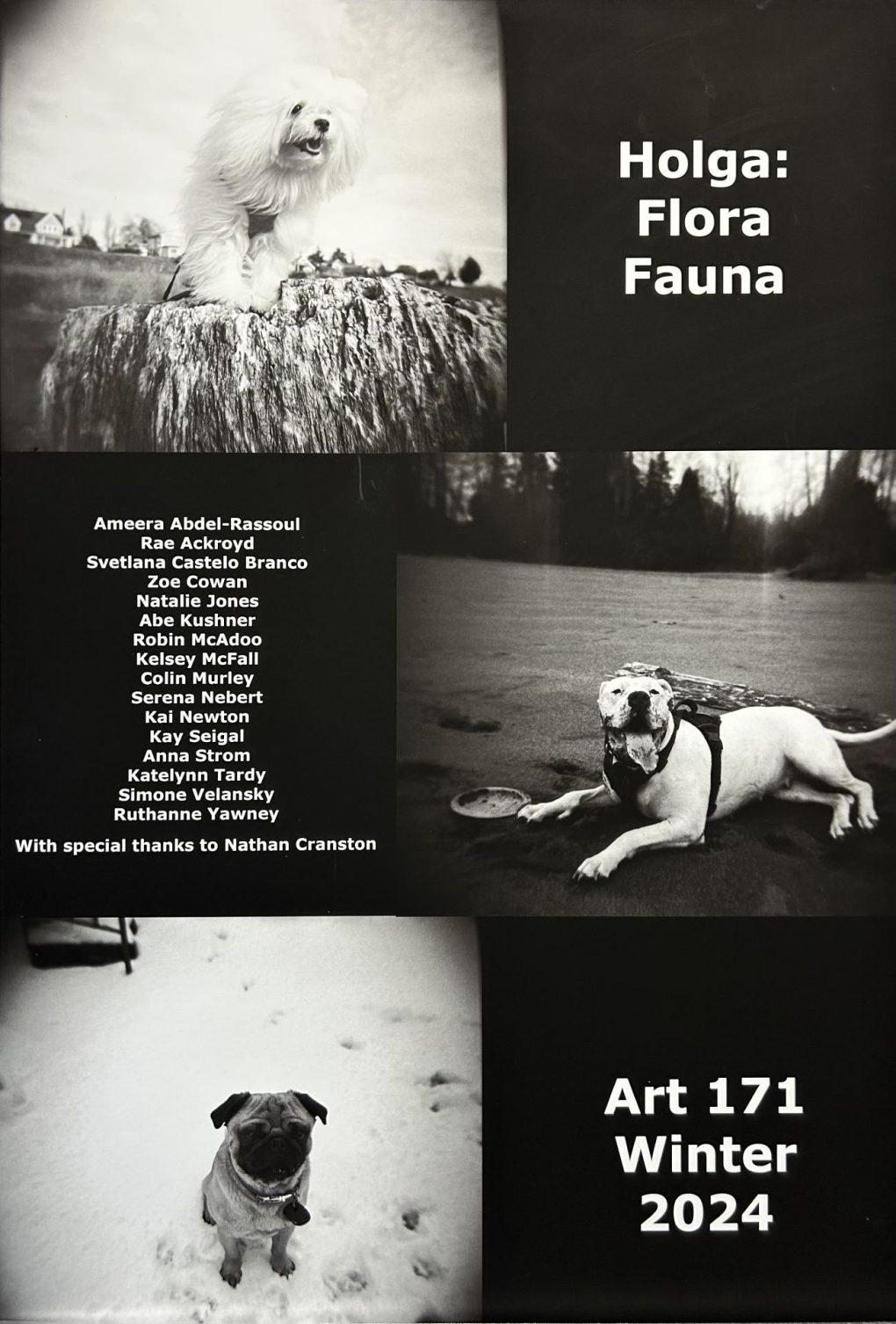 The poster for the show, features three black and white photos of dogs across the page. It's titled "Holga: Flora Fauna", it gives the information: "Art 171 Winter 2024" and lists all the student names associated with the show: "Ameera Abdel-Rassoul, Rae Ackroyd, Svetlana Castelo Branco, Zoe Cowan, Natalie Jones, Abe Kushner, Robin McAdoo, Kelsey McFall, Colin Murley, Serena Nebert, Kai Newton, Kay Seigal, Anna Strom, Katelynn Tardy, Simone Velansky, Ruthanne Yawney. Special thanks to Nathan Cranston."