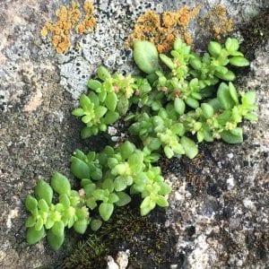small succulents 