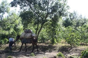 A man leads a horse carrying cargo down a path