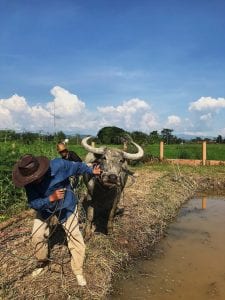 Two farm workers pull a cow