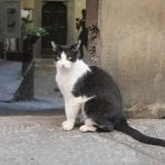 Black and white cat sits in front of a stone alleyway