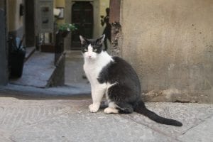 Black and white cat sits in front of a stone alleyway