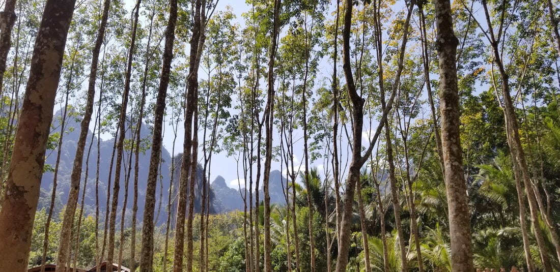 A shot of the mountains through tall skinny trees in Kuraburi.